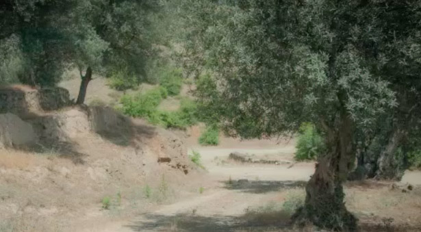 کلیپ «با یاد کیارستمی» کاری از نازنین ازدیاری