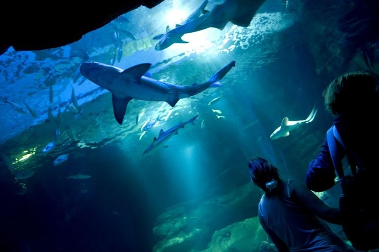 معرفی آکواریوم پاریس