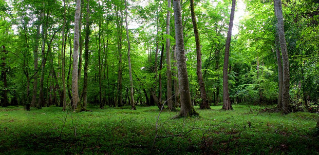 سومین برنامه جنگل‌نوردی انجمن فرهنگی امید