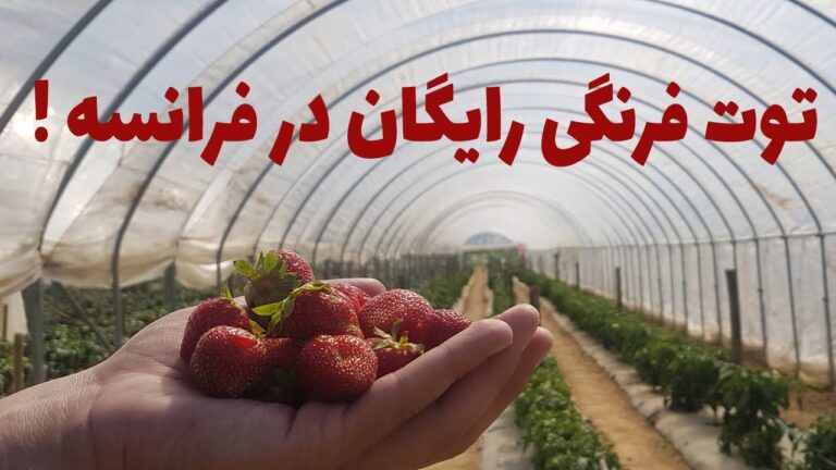 توت فرنگی و همه نوع میوه و سبزی جات را در فرانسه رایگان میل کنید!!! گزارش اختصاصی